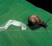 Snail Mucus